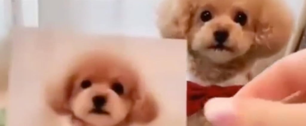 Dog Does Tricks by Copying Photos of Himself Video