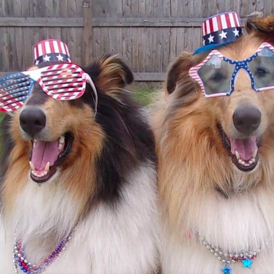 Photos of Cute Dogs and Puppies in July 4th Costumes