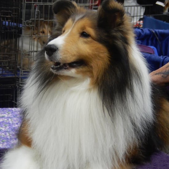 Backstage at the 2015 National Dog Show
