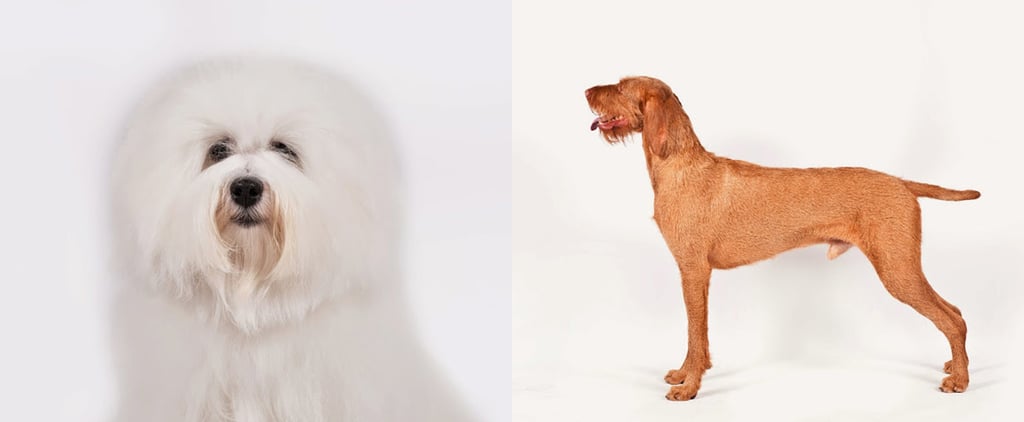AKC Recognizes Two New Breeds