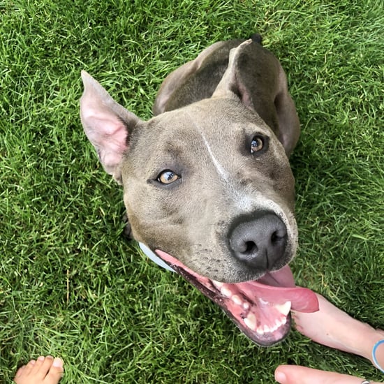 My Rescue Dog Taught Me Unconditional Love