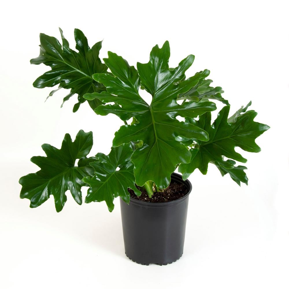 Philodendron Selloum Plant