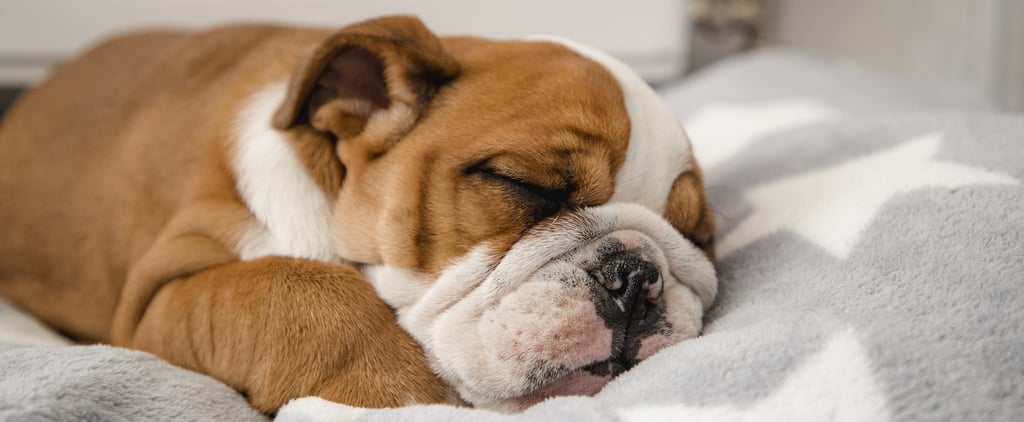 What Do Dogs Dream About?