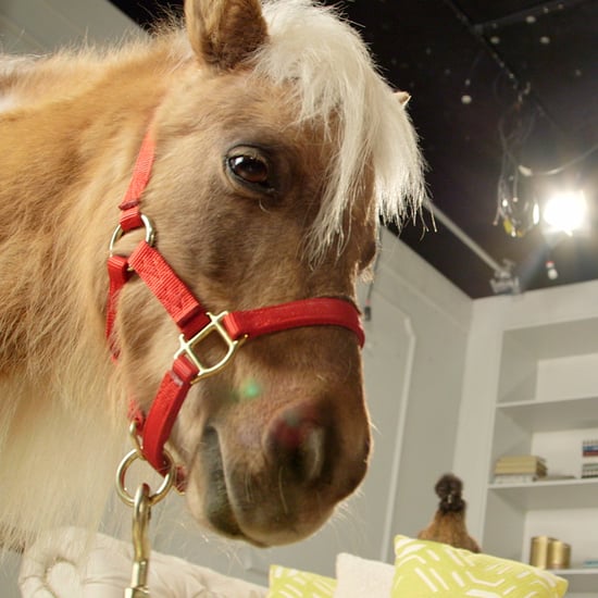 Minihorse Surprise | Video