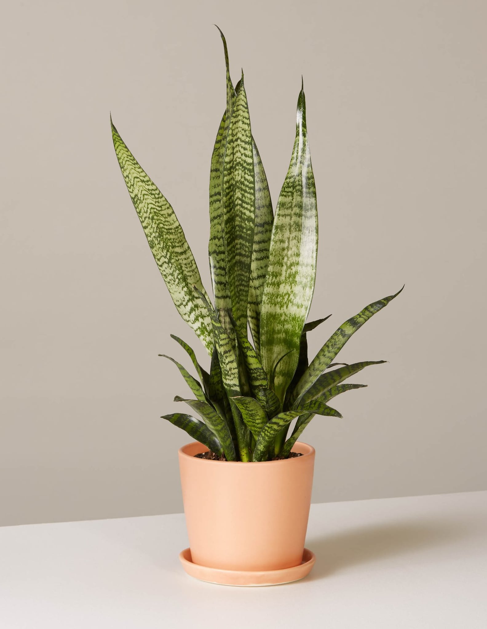 Best Indoor Plants For Dorms POPSUGAR Home