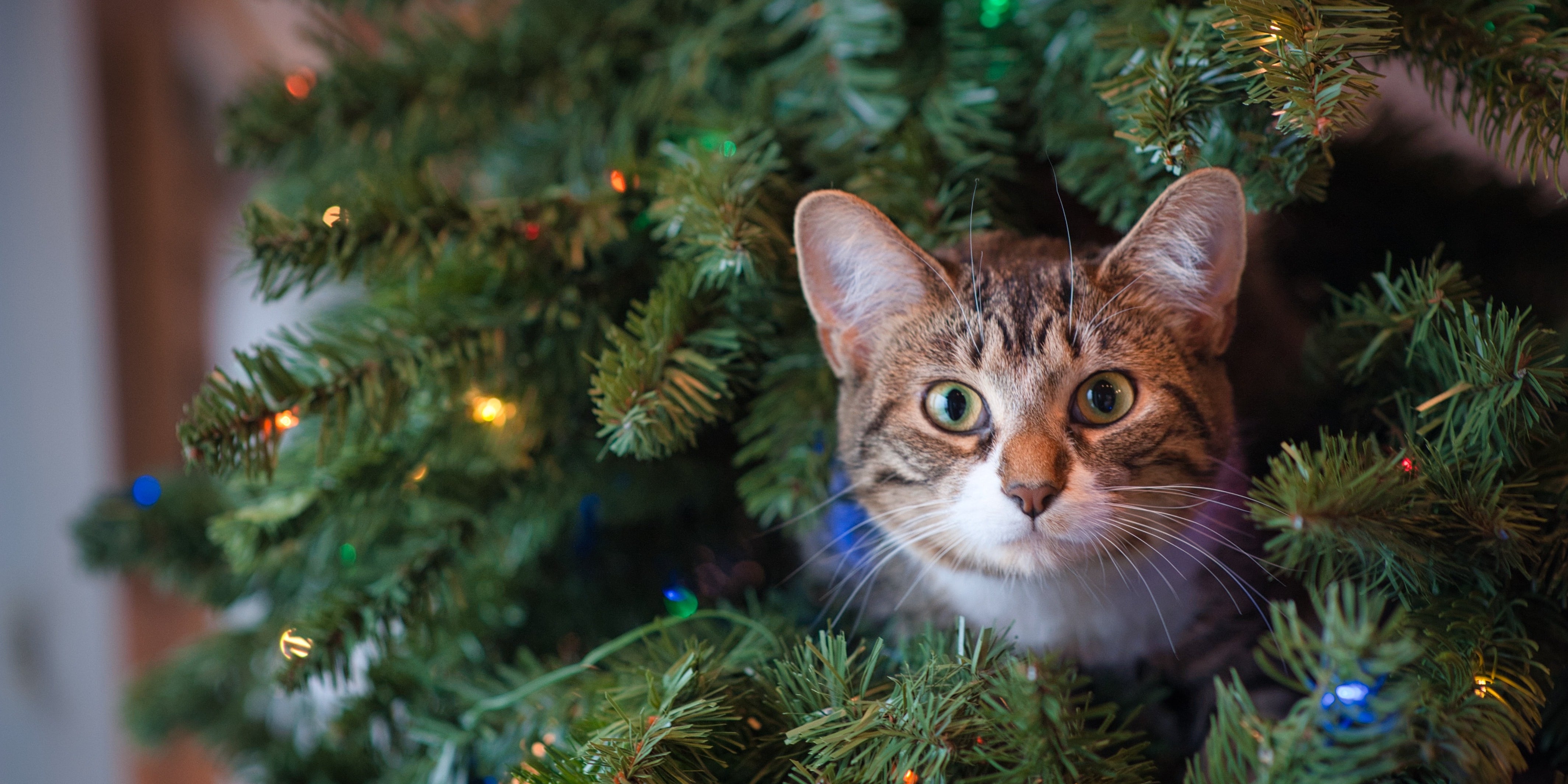 Gifts from the Pirates: A tree skirt, a tree skirt. A tree skirt