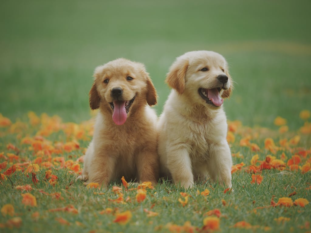 Cute Pictures of Puppies