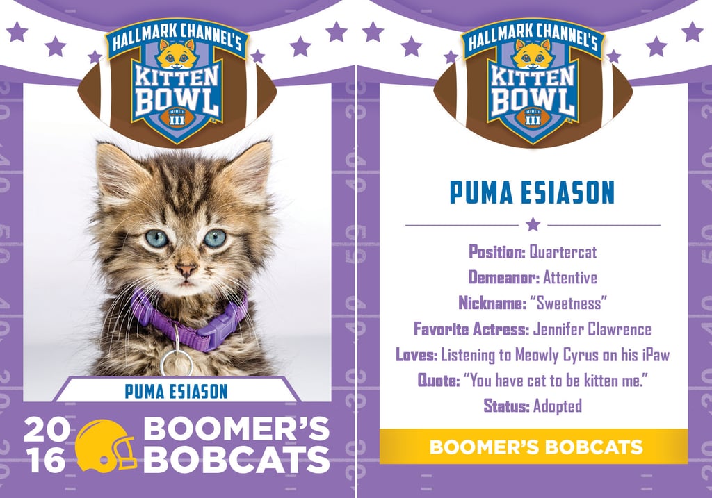 Kitten Bowl 2016