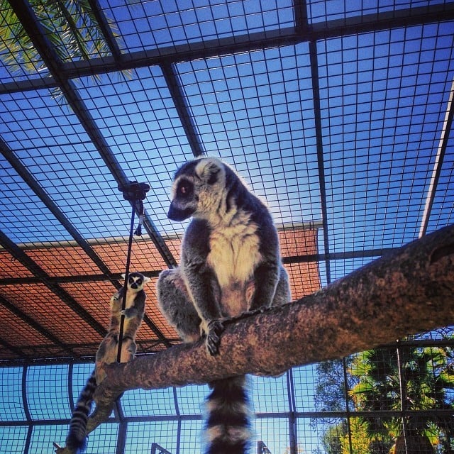 Celebrities With Exotic Pets Popsugar Celebrity