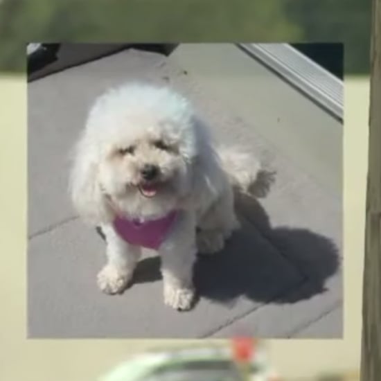 Lost Dog Finds Her Way Home