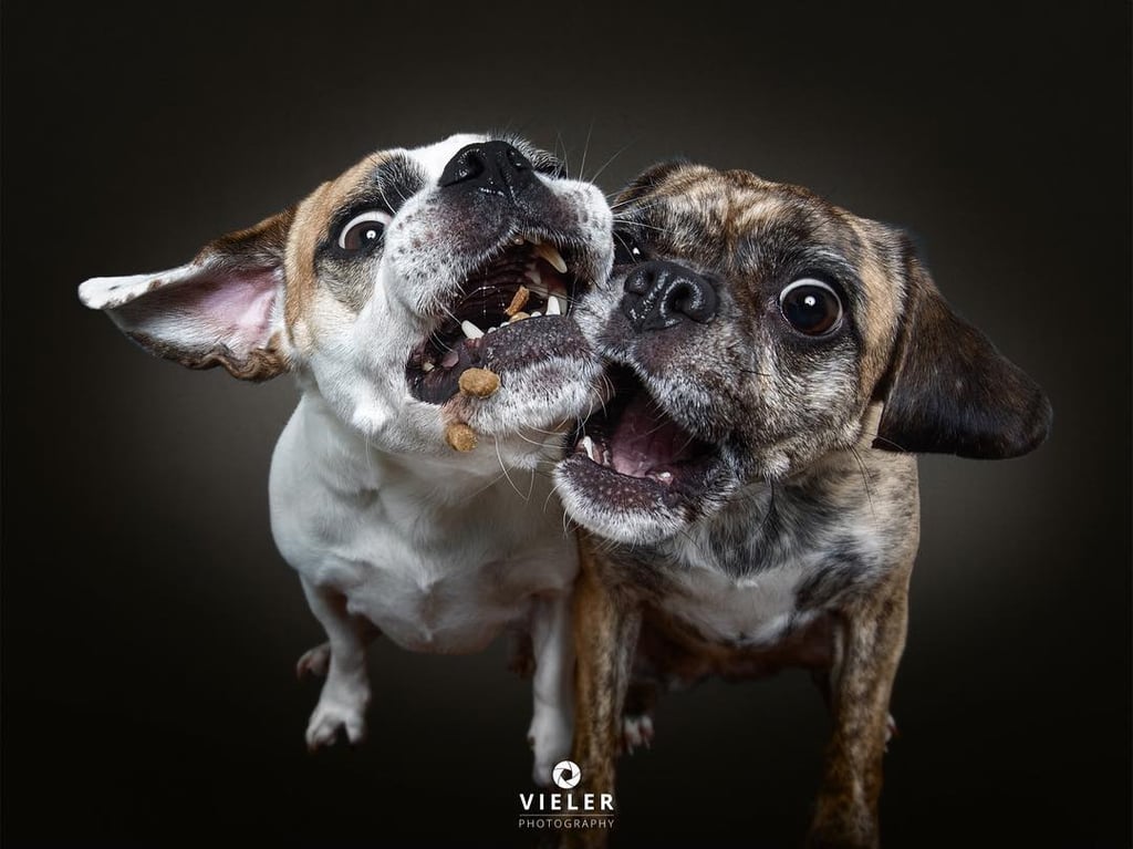 Dogs Catching Treats Photo Series