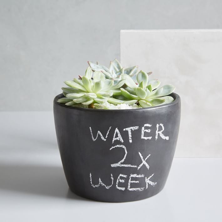 West Elm Modern Chalkboard Planters