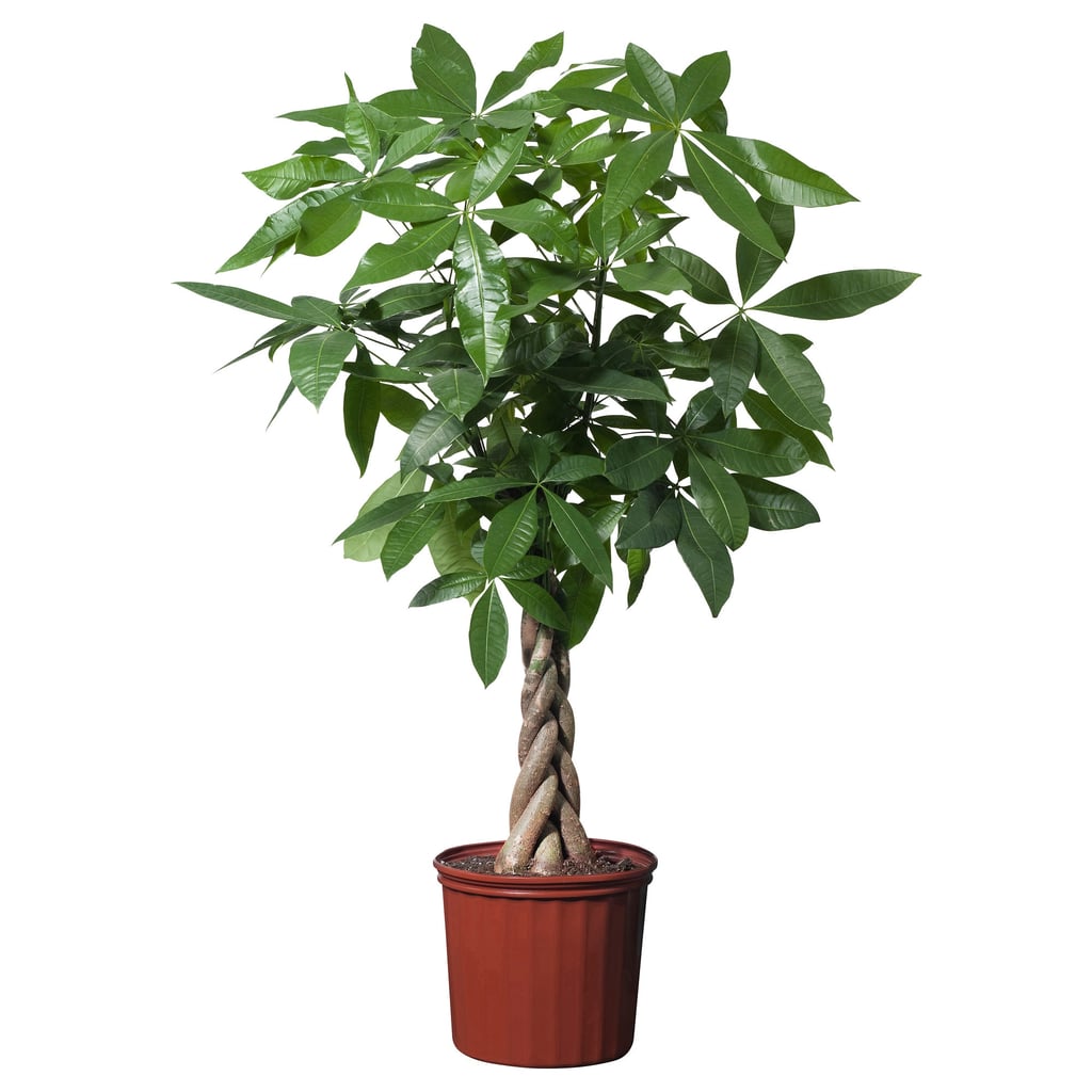 Pachira Aquatica Potted Plant