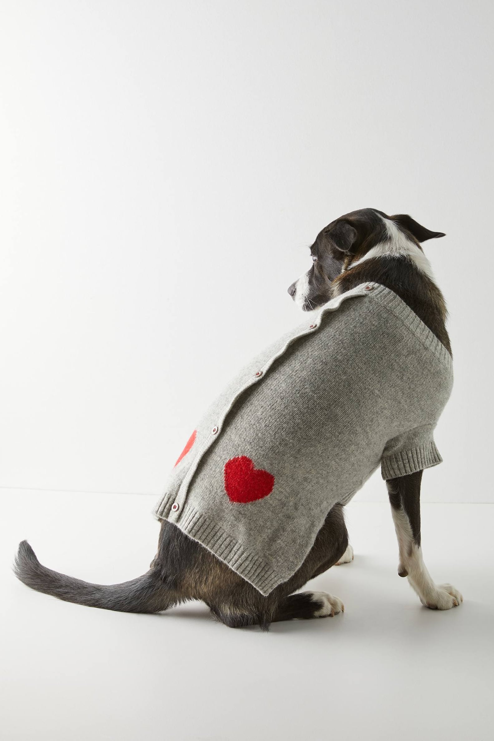 Best Dog Coats and Jackets | 2020 | PS Pets
