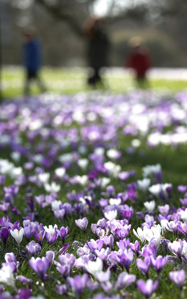 People walked through the park in London with the first signs of Spring in bloom.