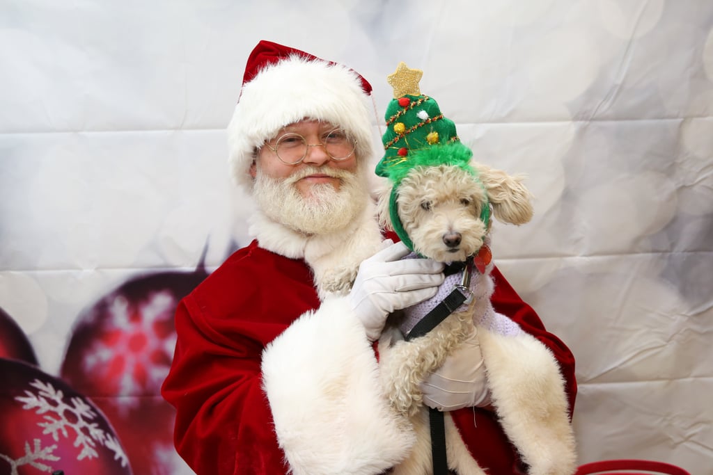 Pets Meeting Santa POPSUGAR Pets