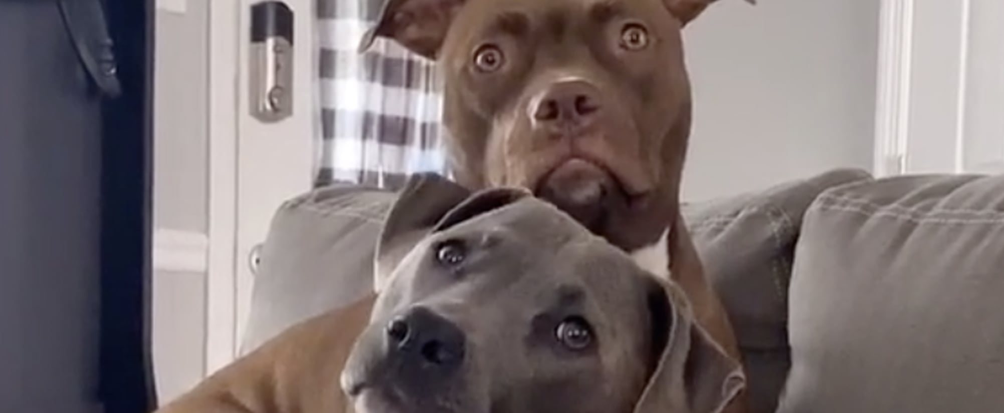 pit bull dogs listening to a story on