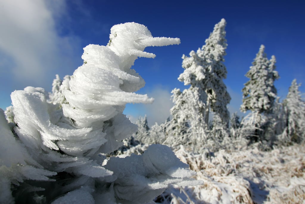 The first snow left trees covered in Klínovec, Czech Republic.