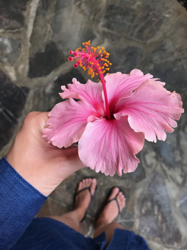 Hibiscus, Hawaii's State Flower