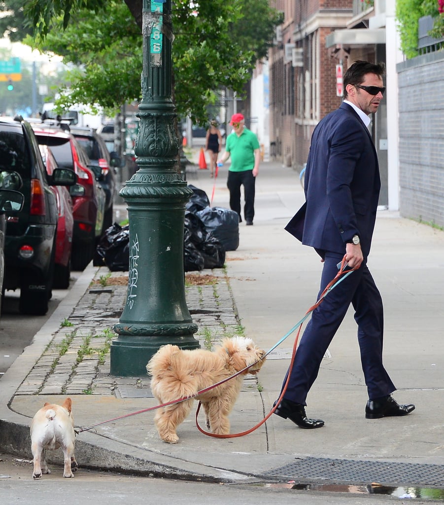 Hugh Jackman Walking His Dogs in a Suit in NYC