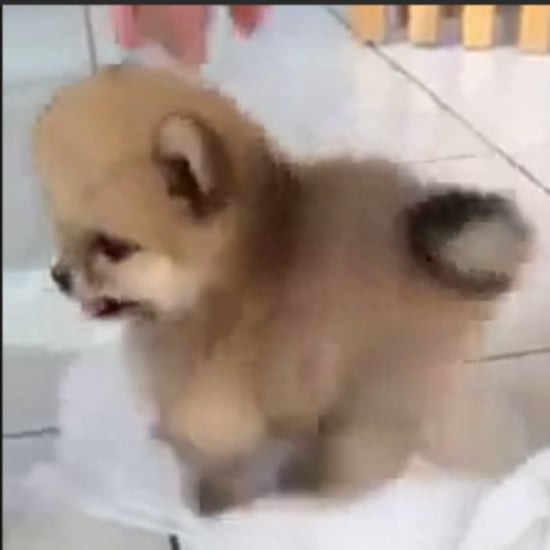 Fluffy Puppy GIF