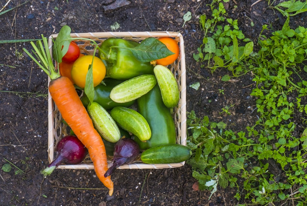 Gardening Tips For Beginners Popsugar Food