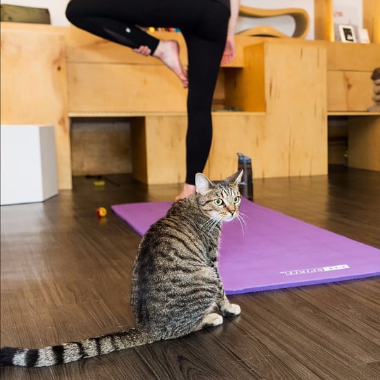 Cat Yoga Class