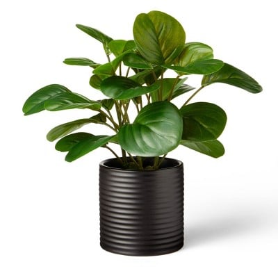 Hilton Carter for Target Artificial Peperomia Obtusifolia Plant in Ribbed Ceramic Pot