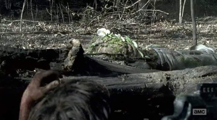 The Cherokee Rose