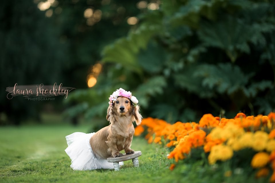 Dachshund Maternity Shoot POPSUGAR Pets