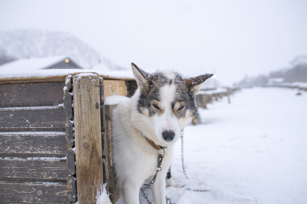 Cute Pictures of Huskies