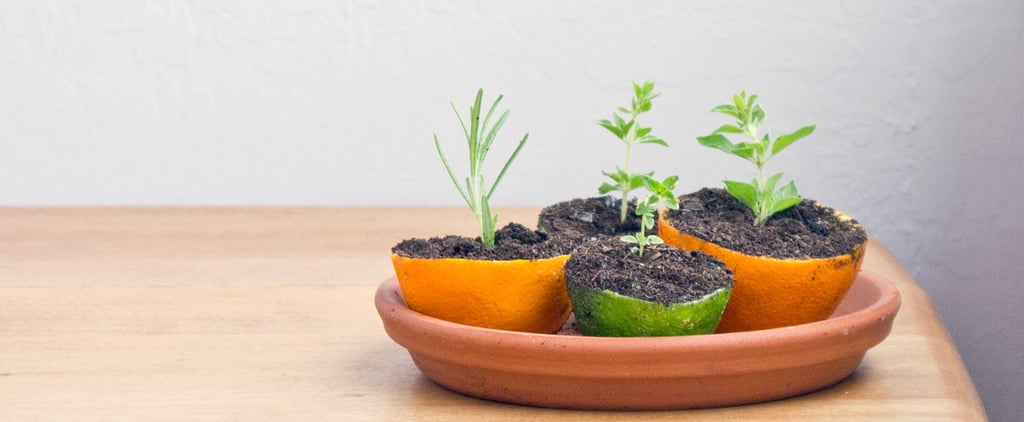 Orange Rind Seed Starters