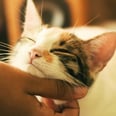 This New Vaccine May Prevent People From Being Allergic to Cats, and Talk About Good News!