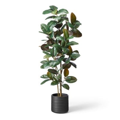 Hilton Carter for Target Faux Rubber Tree in Ribbed Pot