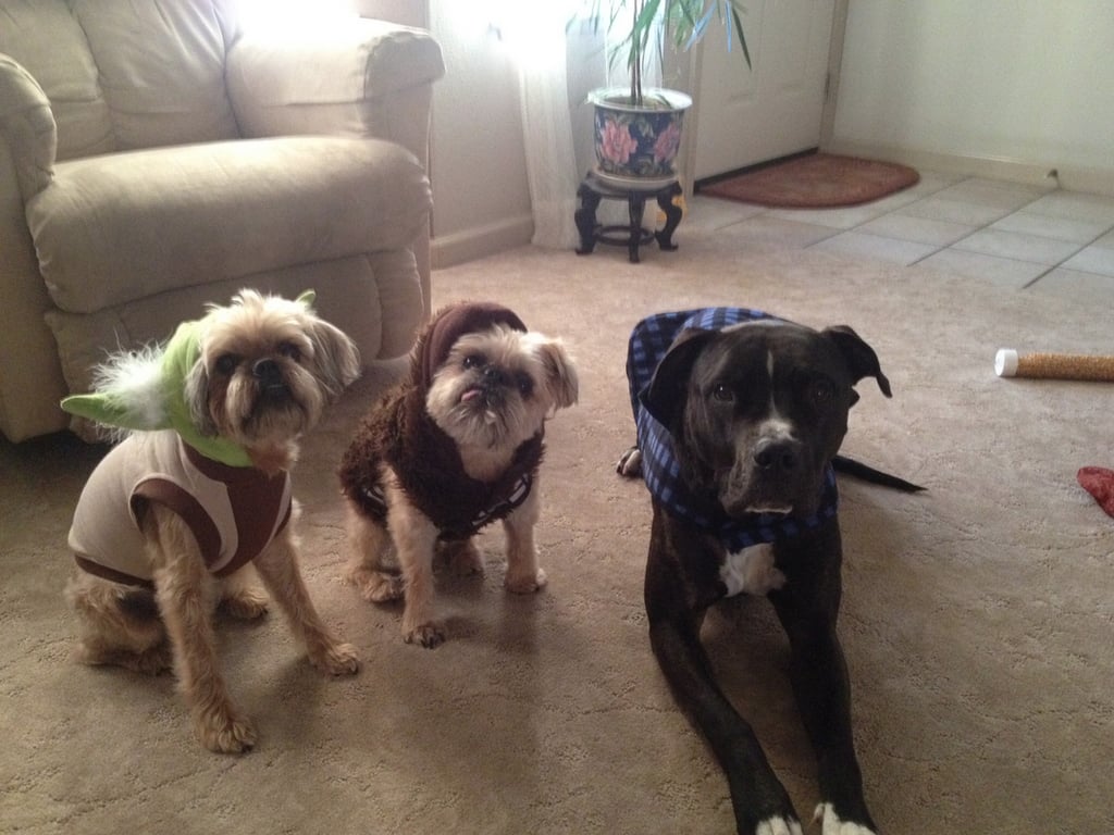 Photo Doggies For Anthony Facebook Movement