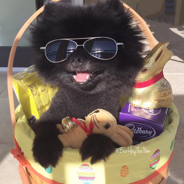 Barkley the Pom, 10K Followers