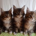 Seven Kittens Reacting to a Shiny Object Together Will Boggle Your Mind