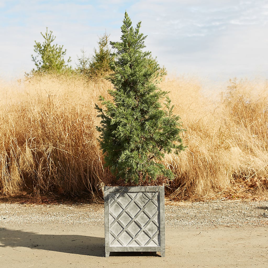 Iron Latticework Planter