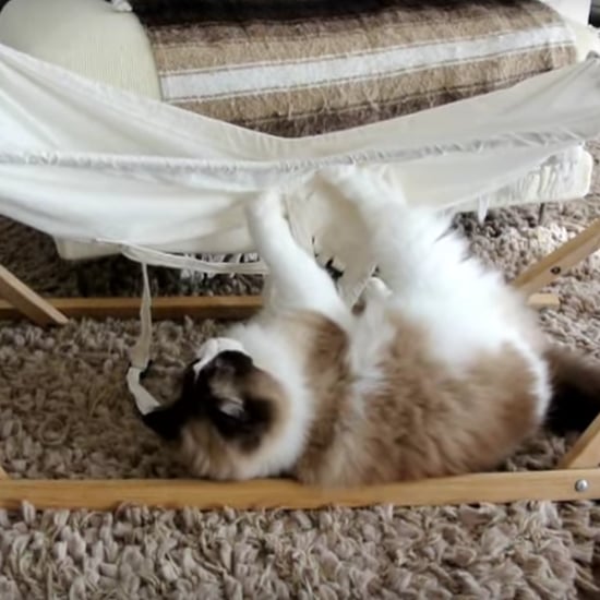 Cat Falling Out of Hammock | Video