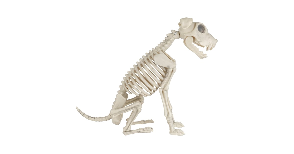 sitting dog  Dog skeleton, Skeleton drawings, Dog skull