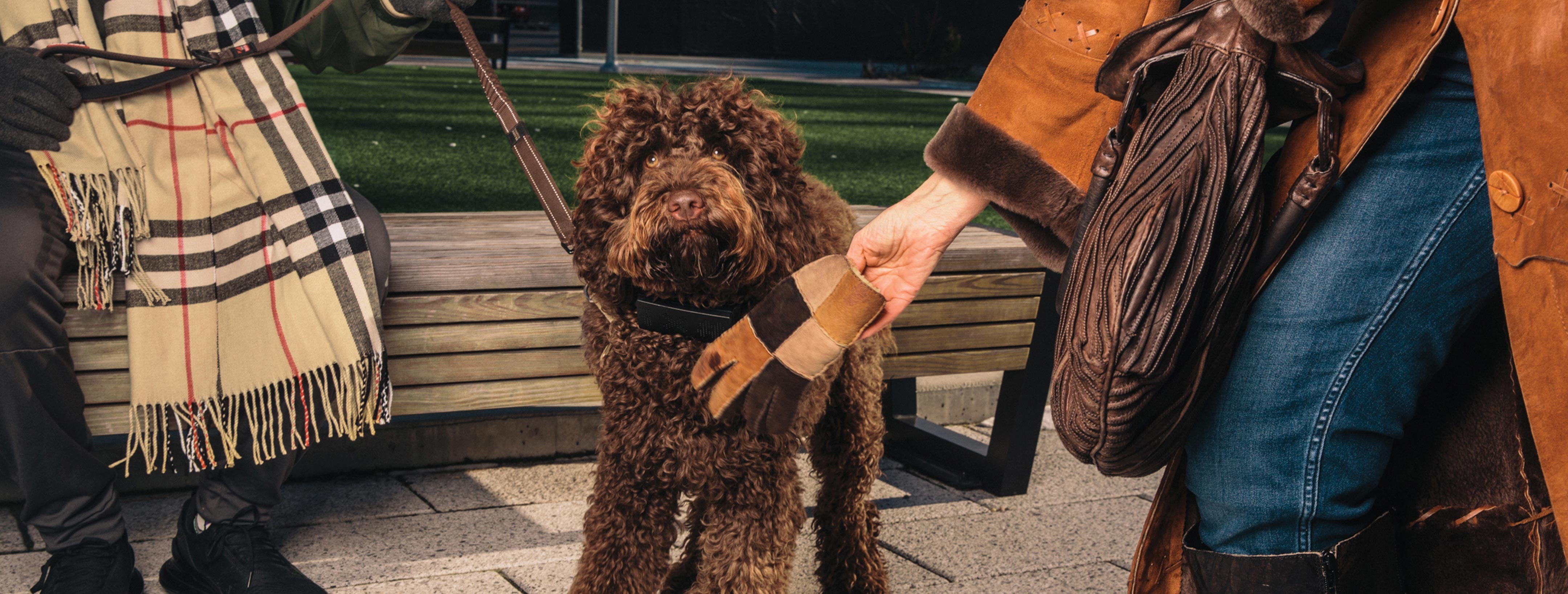 This Dog Collar Curses When Your Dog Barks POPSUGAR Pets