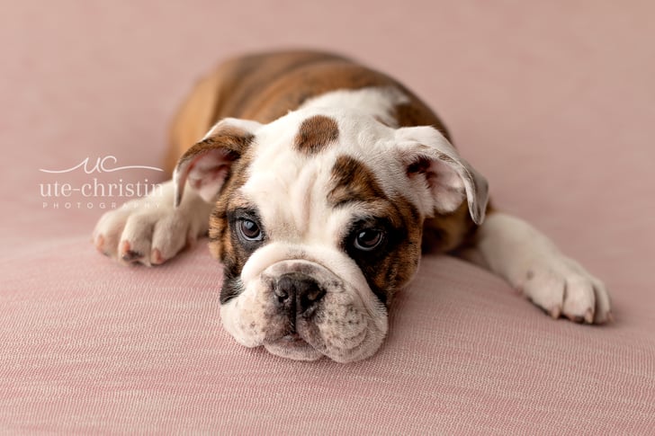 Top Newborn English Bulldog in the world Don t miss out 