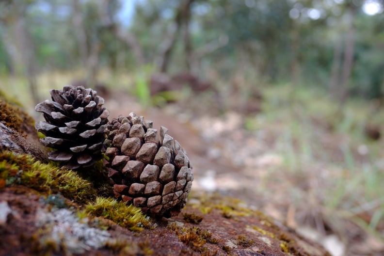 Collect Pine Cones and Make DIY Decor