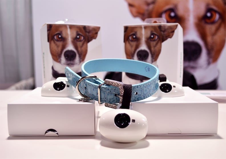 PawCams Wearable Camera