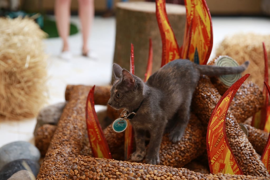 Purina ONE Cat Camp