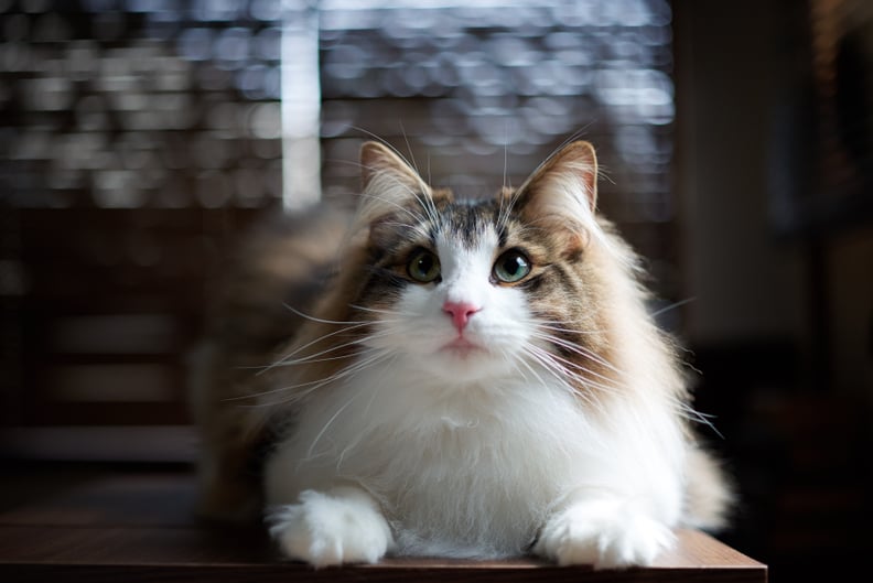 Best Cat Breeds For First-Time Owners: Norwegian Forest Cat