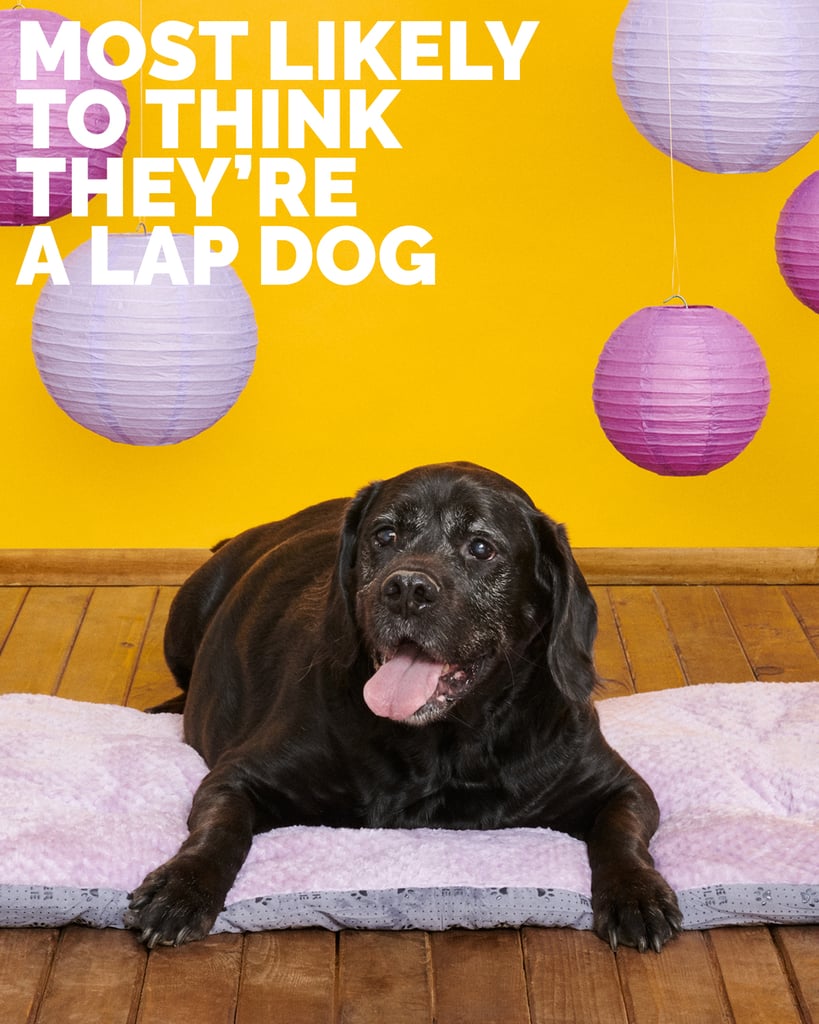 Elvis, Most Likely to Think They're a Lap Dog
