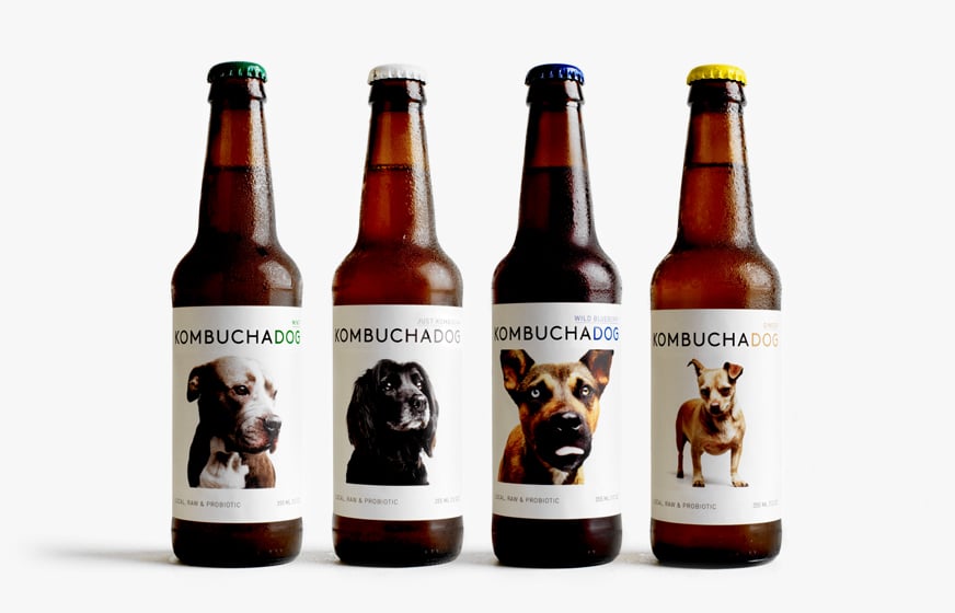Kombucha Dog
