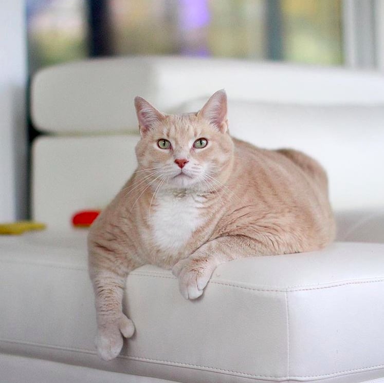 Photos of Bronson the 33-Pound Cat