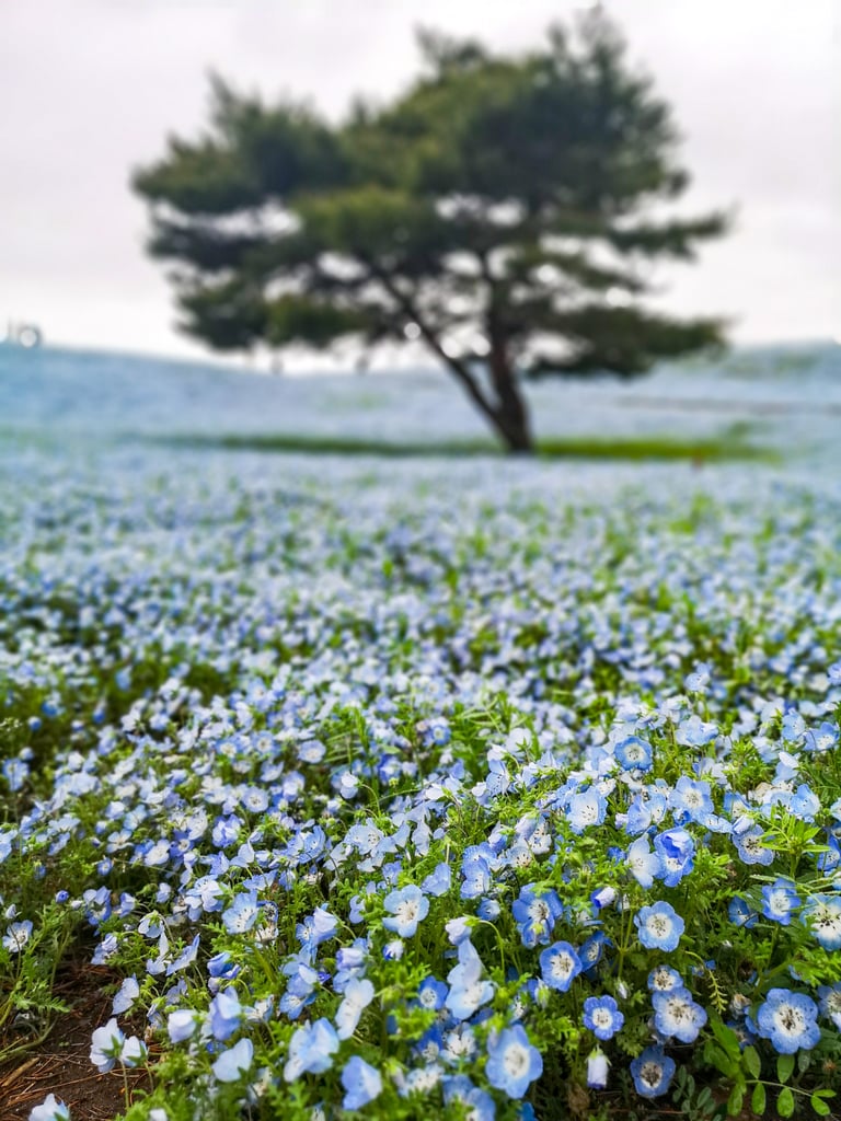 Best Places to See Spring Flowers